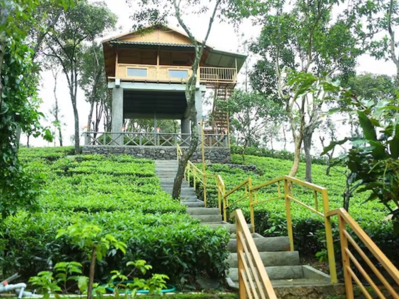 TREE HOUSE